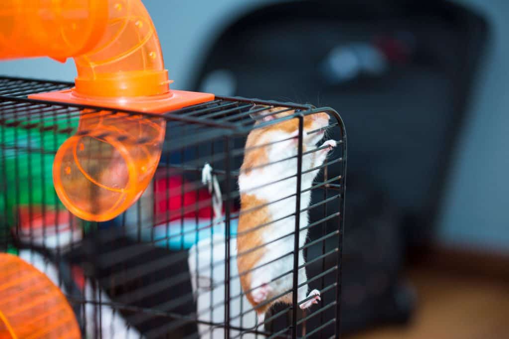 An orange colored hamster trying to leap out his small metal cage, Why Does My Hamster Jump In His Cage?