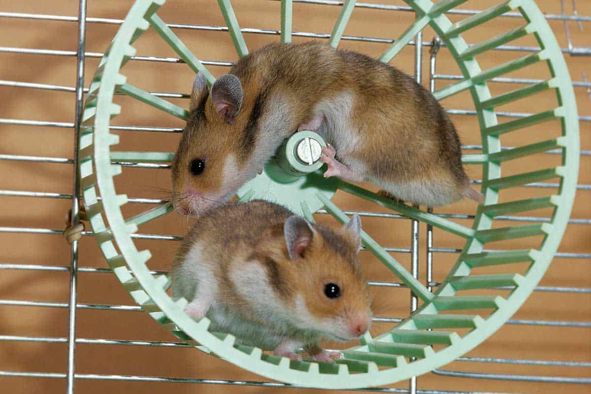 Two golden hamsters playing in cage, Should You Buy Hamsters In Pairs?