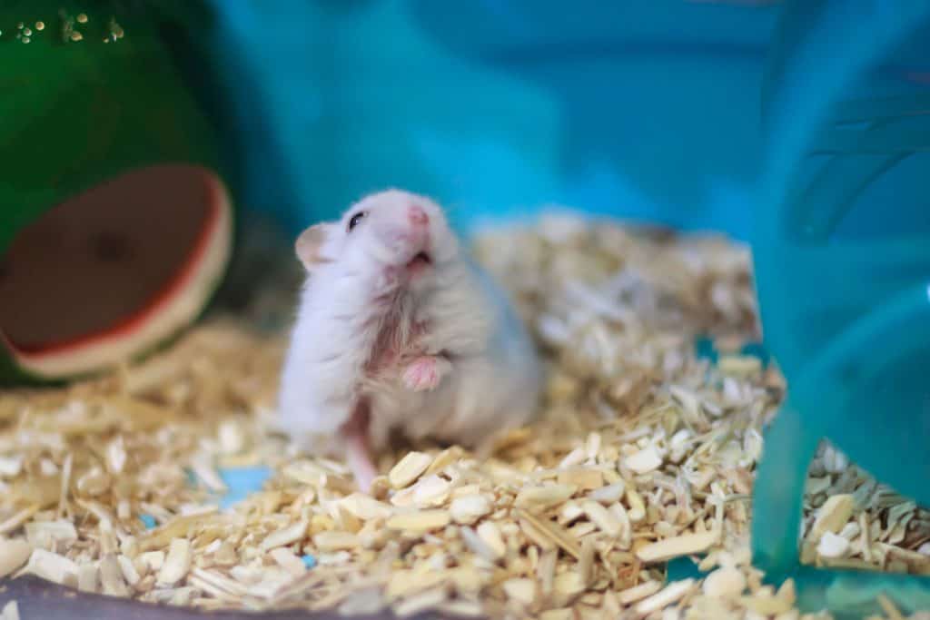 A cute hamster looking at something in his cage