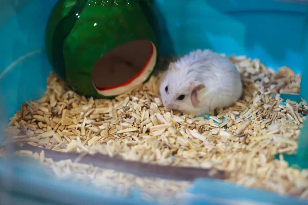 A small hamster lying in his cage