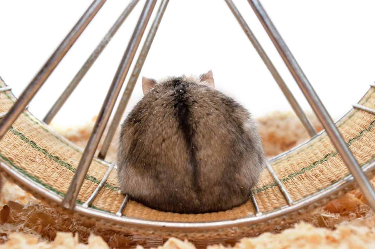 Adult Djungarian dwarf hamster sitting in pet wheel
