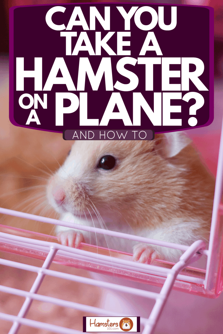 hamster airline travel