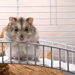 Hamster Not Using Wheel – What To Do?