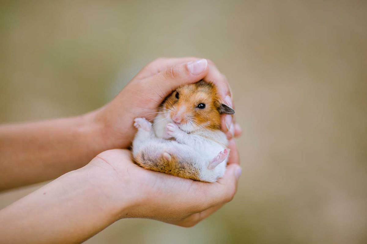 Child hands holding a dwarf hamster