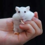 Hamster Jumps Out Of Hands – What To Do?