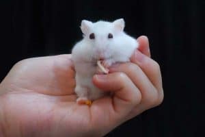 Read more about the article Hamster Jumps Out Of Hands – What To Do?