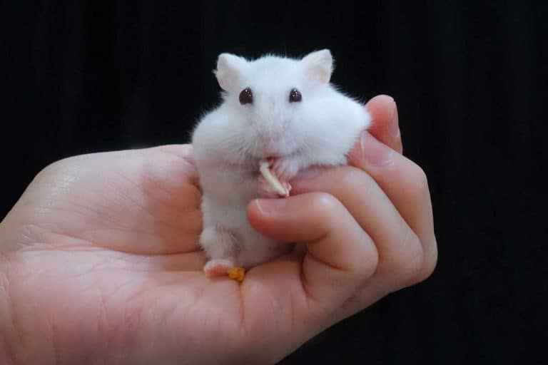 Cute Winter White Dwarf Hamster eating pet snack food on hand of the owner, Hamster Jumps Out Of Hands - What To Do?