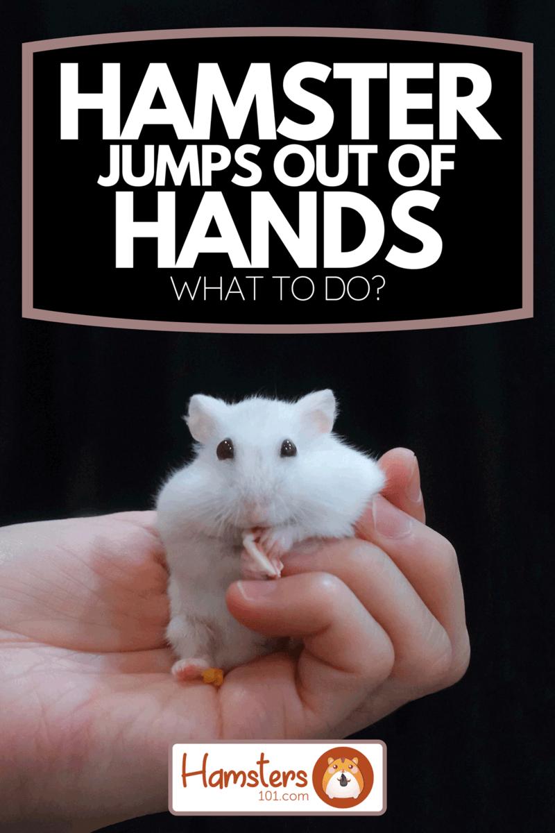 A cute Winter White Dwarf Hamster eating pet snack food on hand of the owner, Hamster Jumps Out Of Hands - What To Do?