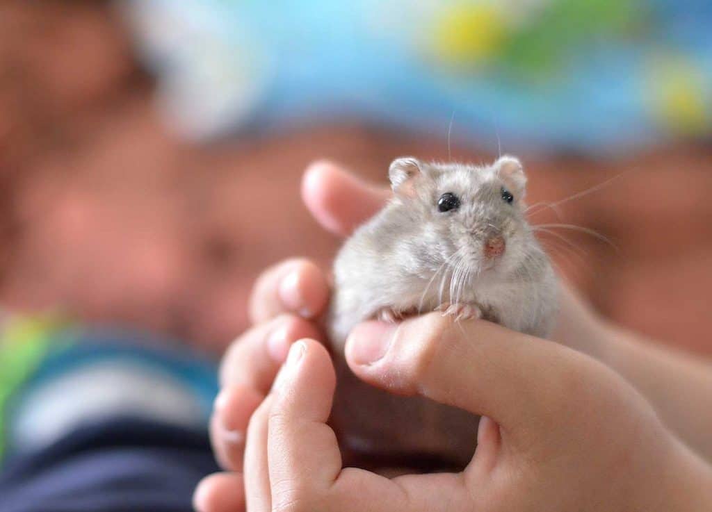 Kid holding a cute gray hamster