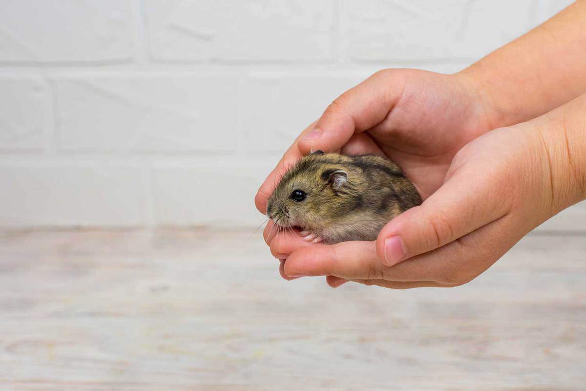 Small Dzungarian hamster in the arms of child