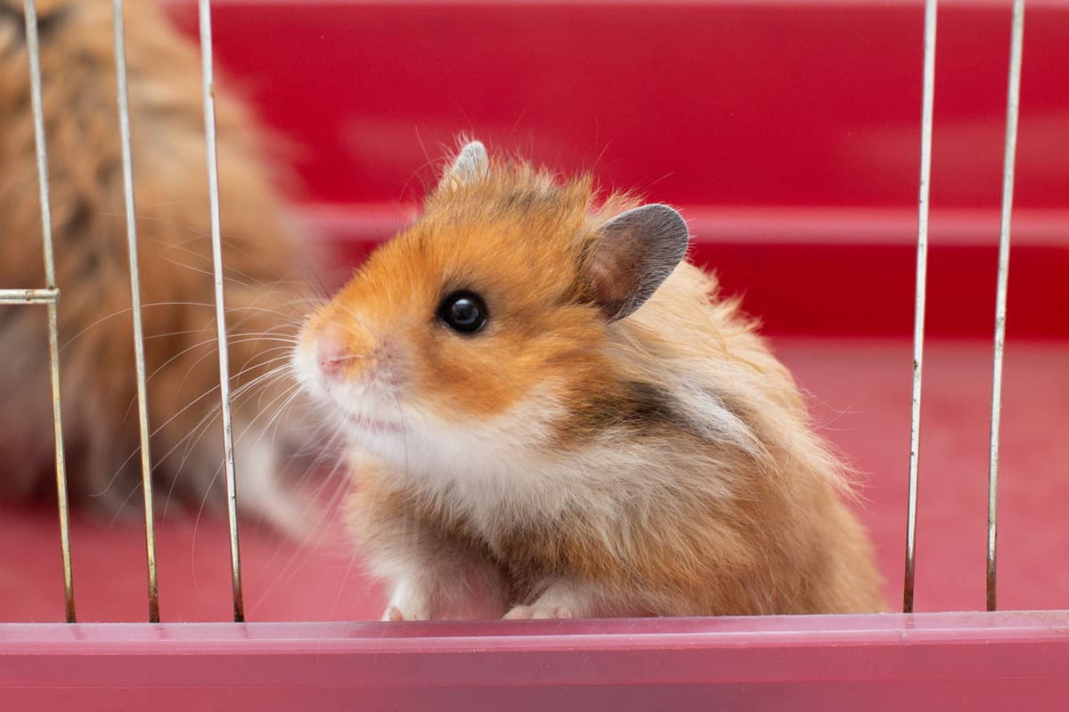 A Syrian hamster looking outside his cage