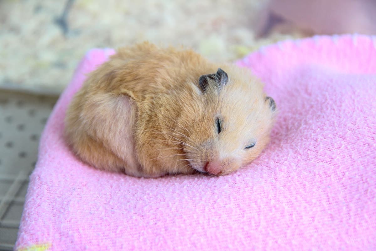 A Syrian hamster sleeping on a pink colored pillow