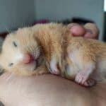 Should You Wake A Hamster Up? [And How To]