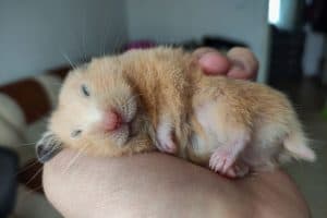 A Syrian hamster sleeping on his hoomans hand, Should You Wake A Hamster Up? [And How To]