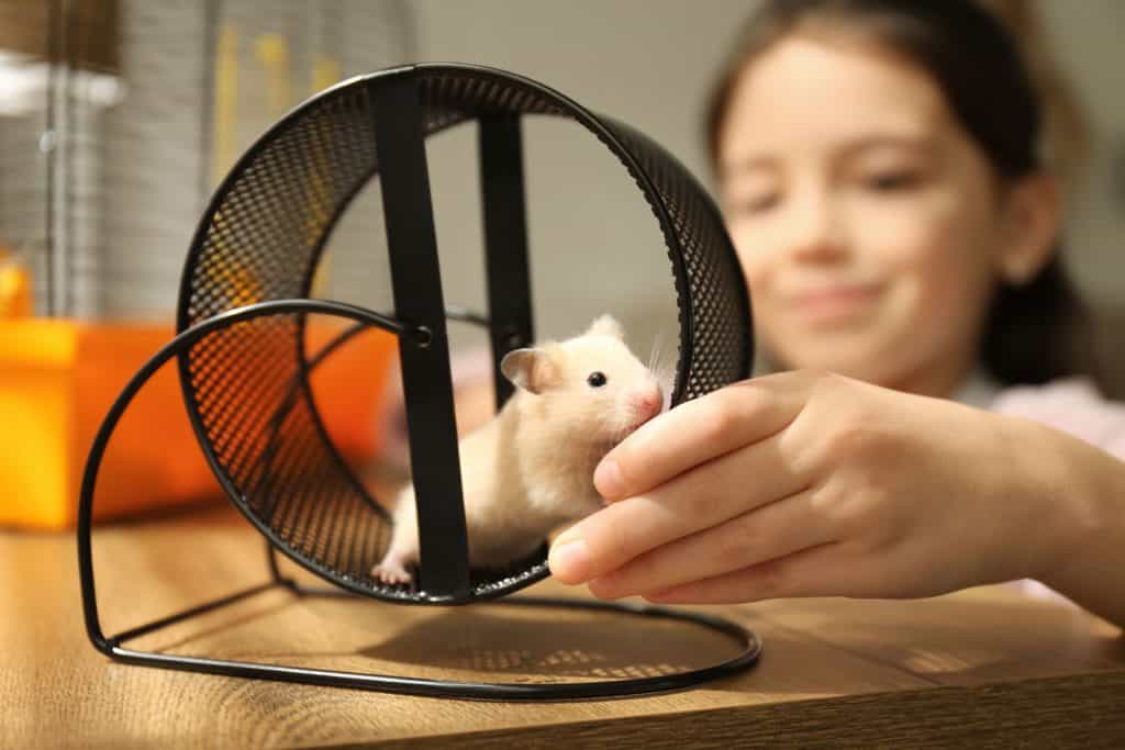 A cute little girl petting her small Syrian hamster, Why Does My Hamster Lick Me?
