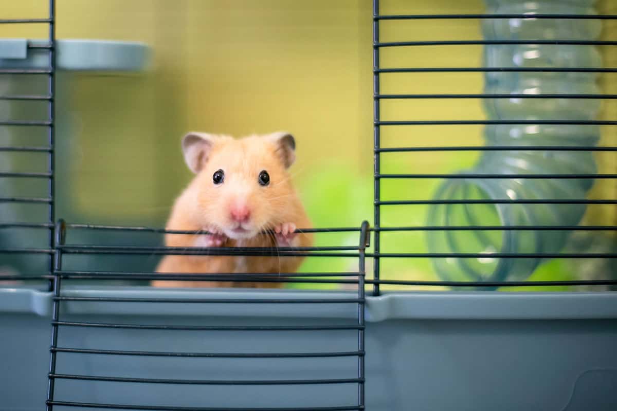 A cute little hamster peeping out of his cage
