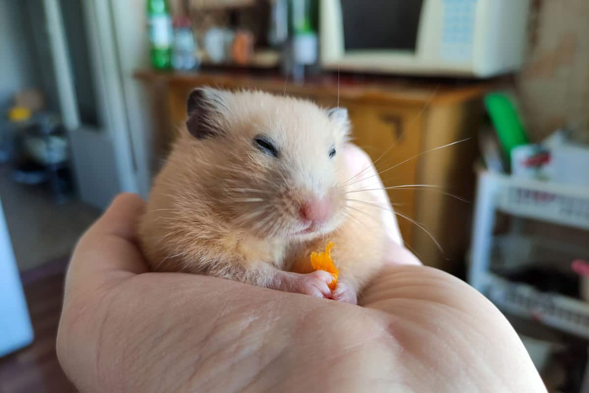 A cute little hamster sleeping on his hoomans hand