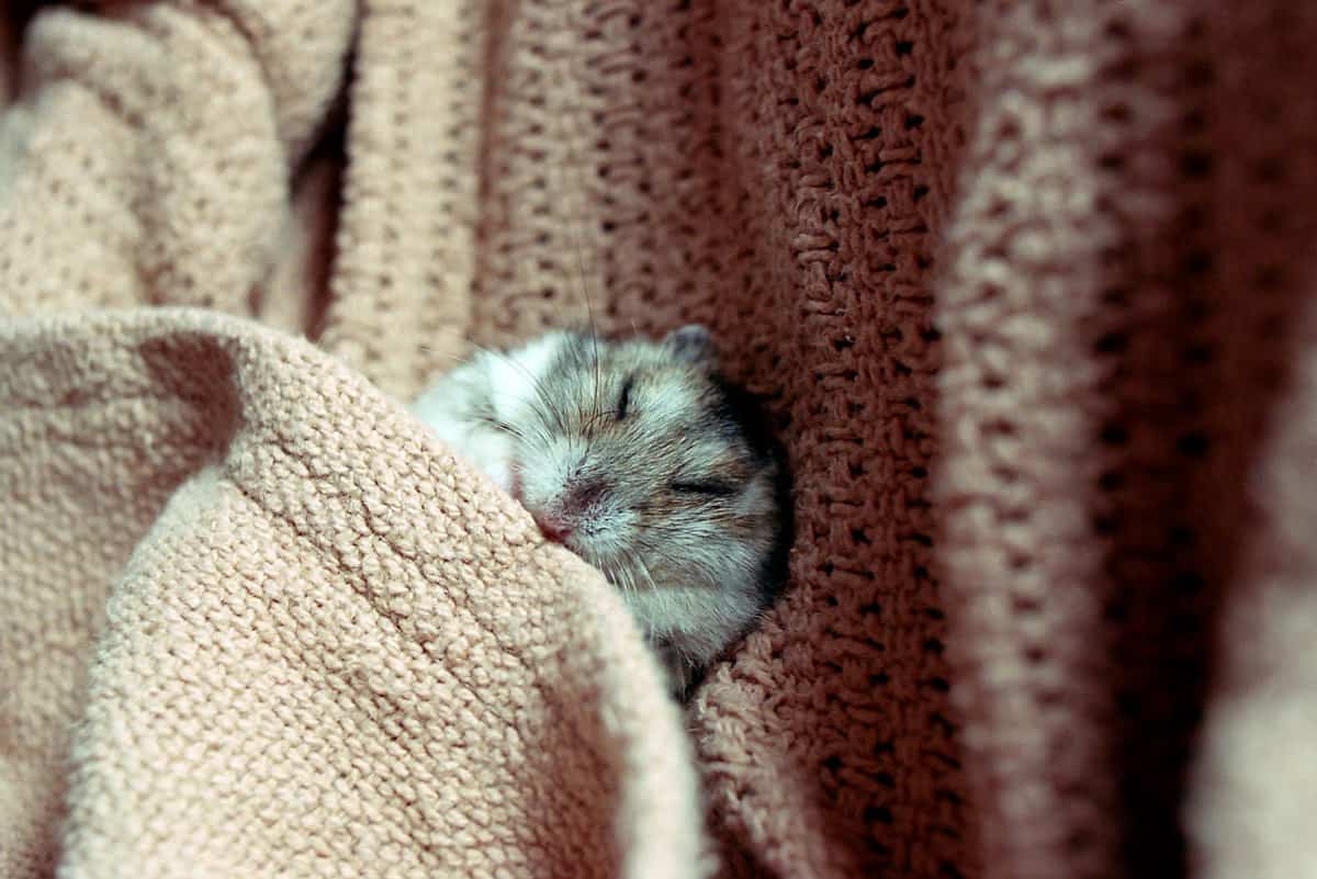 A gray sleeping hamster in a knitted blanket