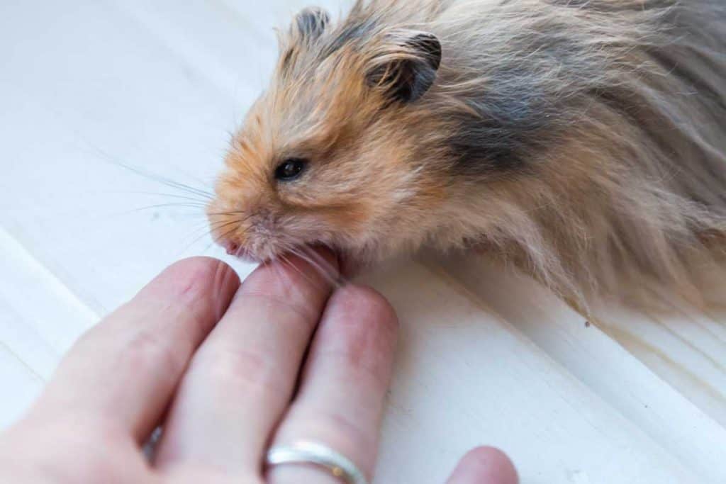 Hamster biting finger, Do Hamster Bites Hurt?