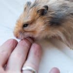 Do Hamster Bites Hurt?