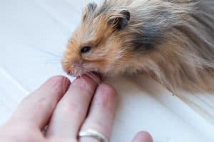 Read more about the article Do Hamster Bites Hurt?