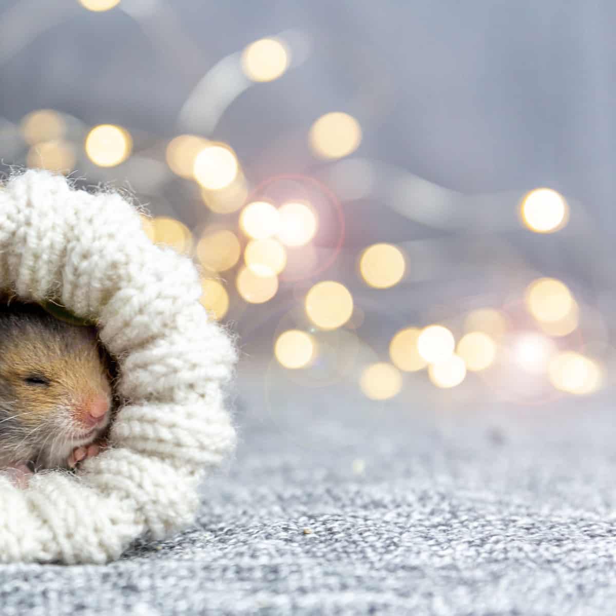 A hamster sleeping comfortably inside a knitted sock