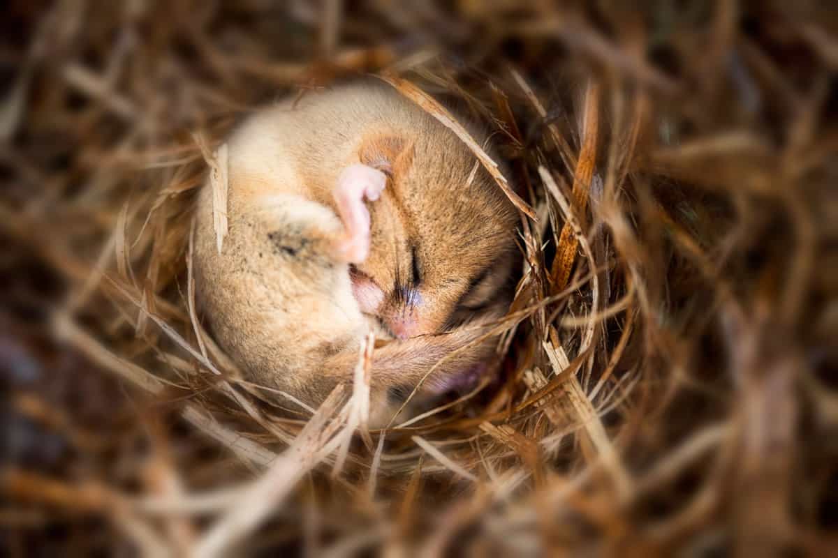A hibernating dormouse in his nest