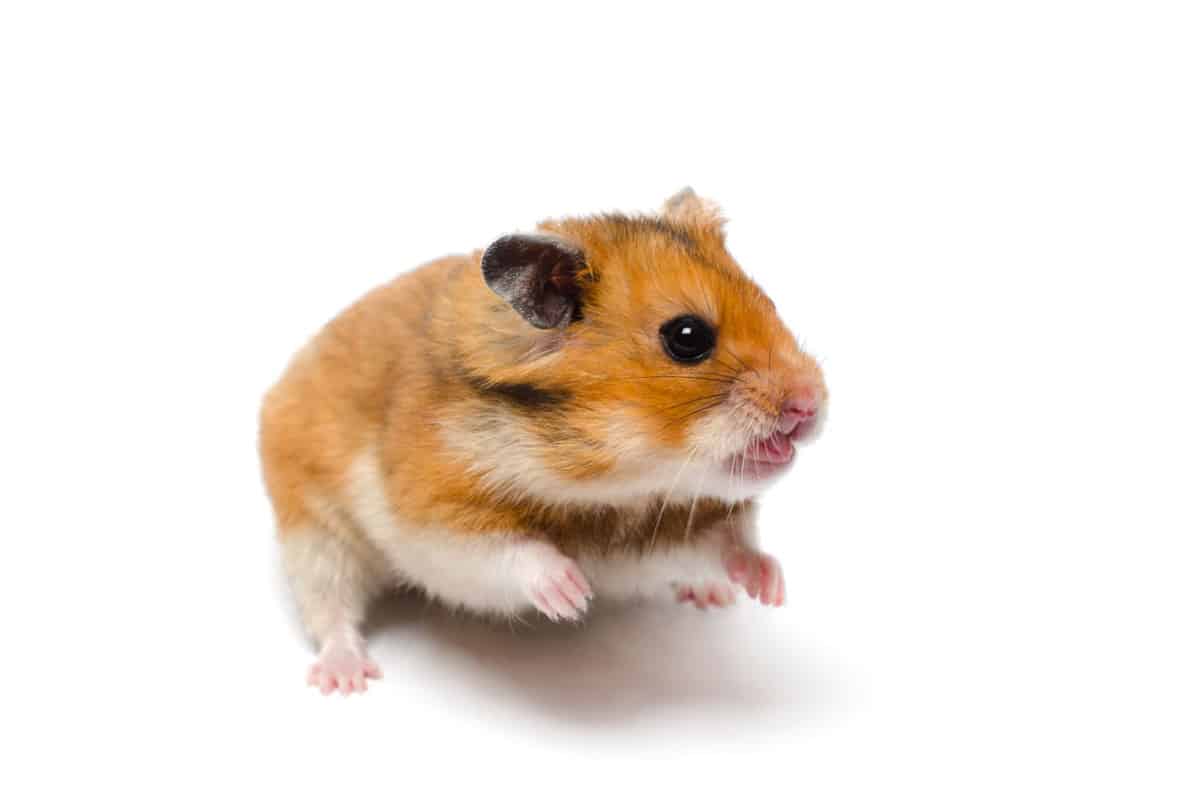 A hungry Syrian hamster on a white background