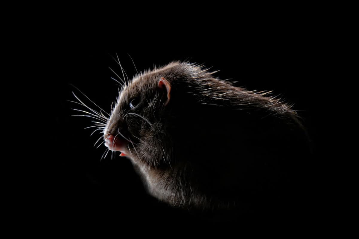 A shadow of a rodent photographed on a dark background
