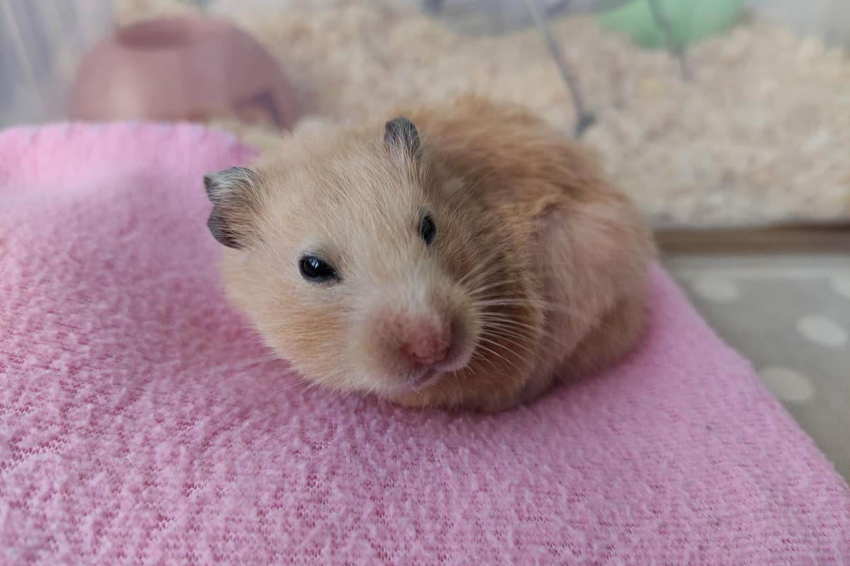 A sleepy Syrian hamster on a pink pillow