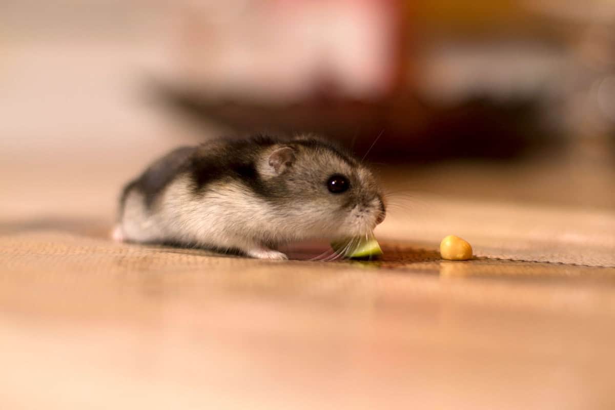 A small black hamster eating a small piece of apple