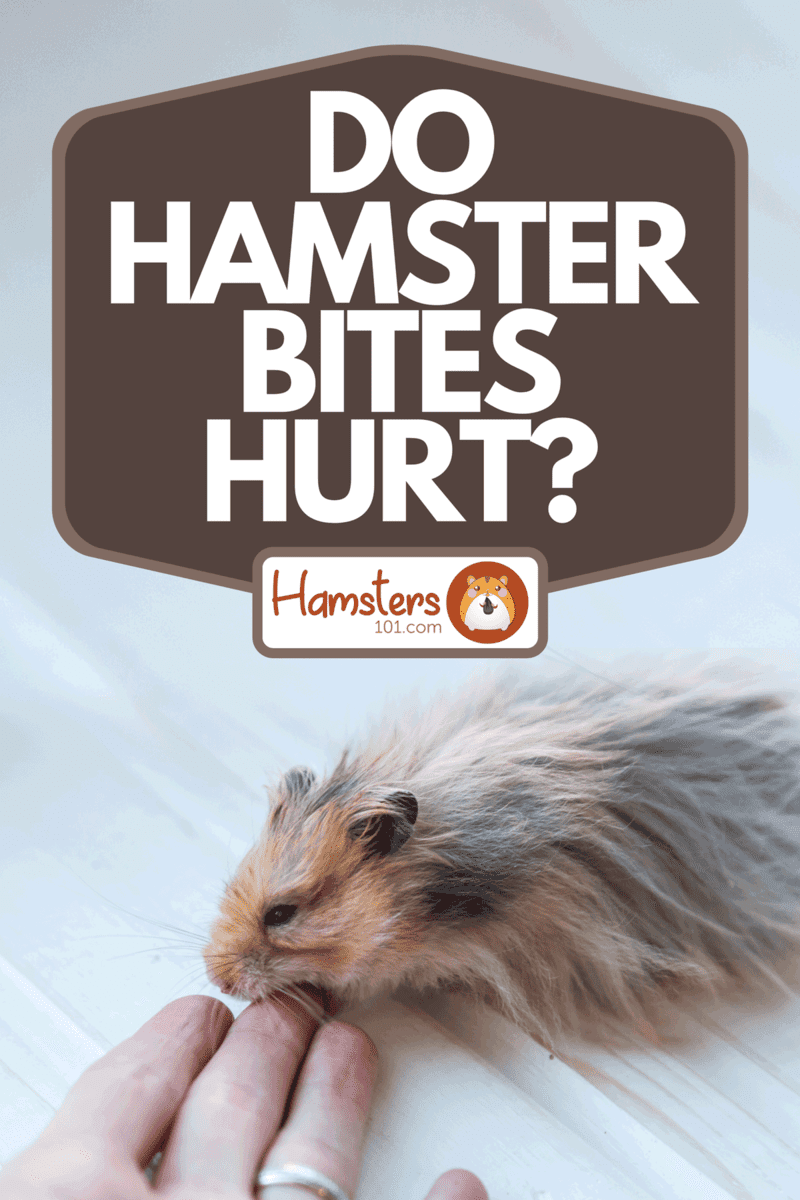 A hamster biting finger, Do Hamster Bites Hurt?