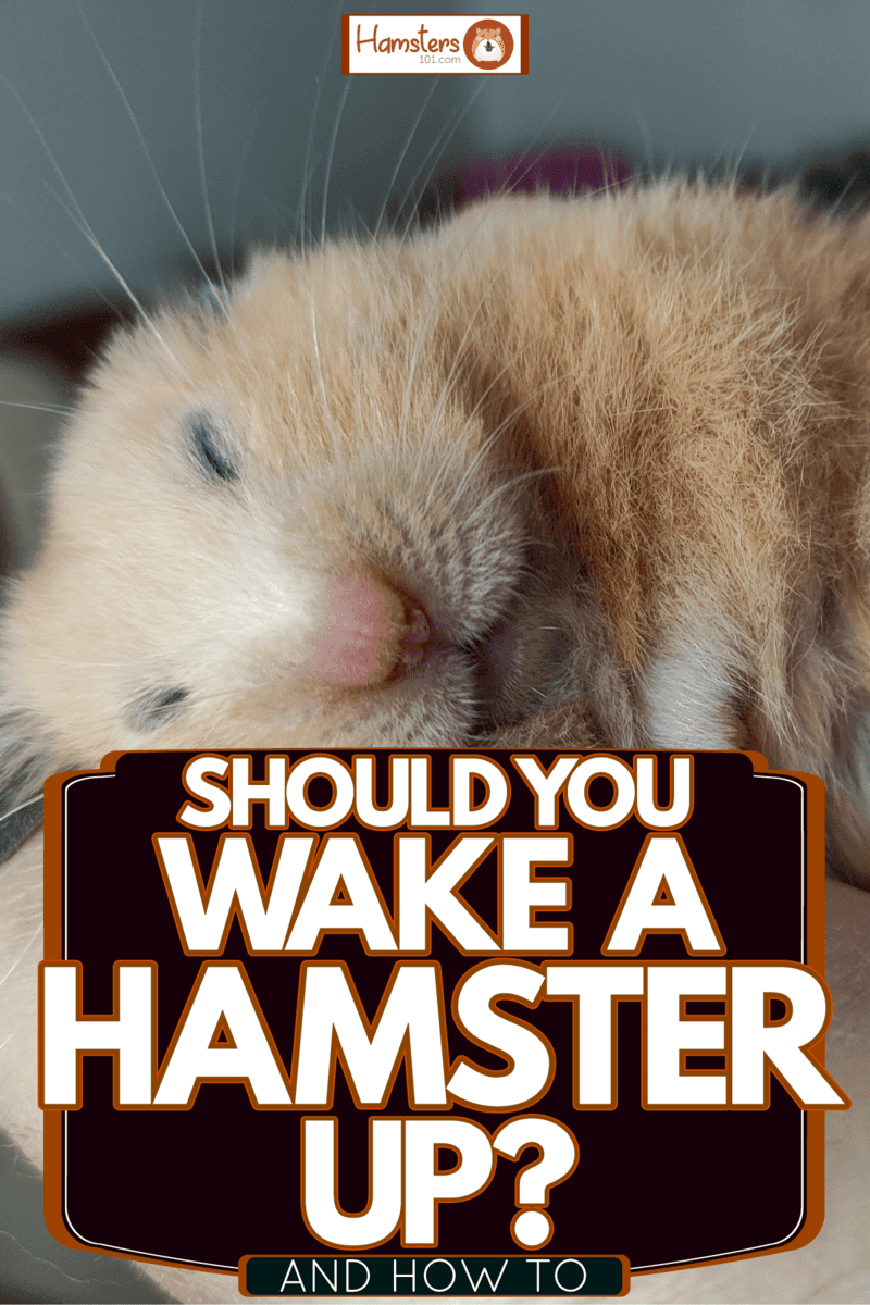 A Syrian hamster sleeping on his hoomans hand, Should You Wake A Hamster Up? [And How To]