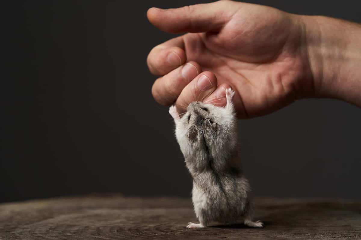 Small domestic hamster on hand
