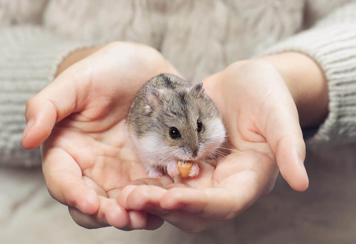 The child holds in his hands a hamster