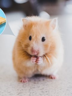A Syrian hamster cleaning his face, Can Hamsters Chew On Popsicle Sticks?