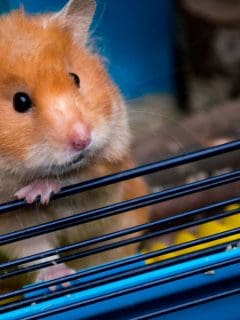 A big brown Syrian hamster climbing the side of his cage, Hamster Climbing The Walls And Ceiling Of Cage - What's Wrong?