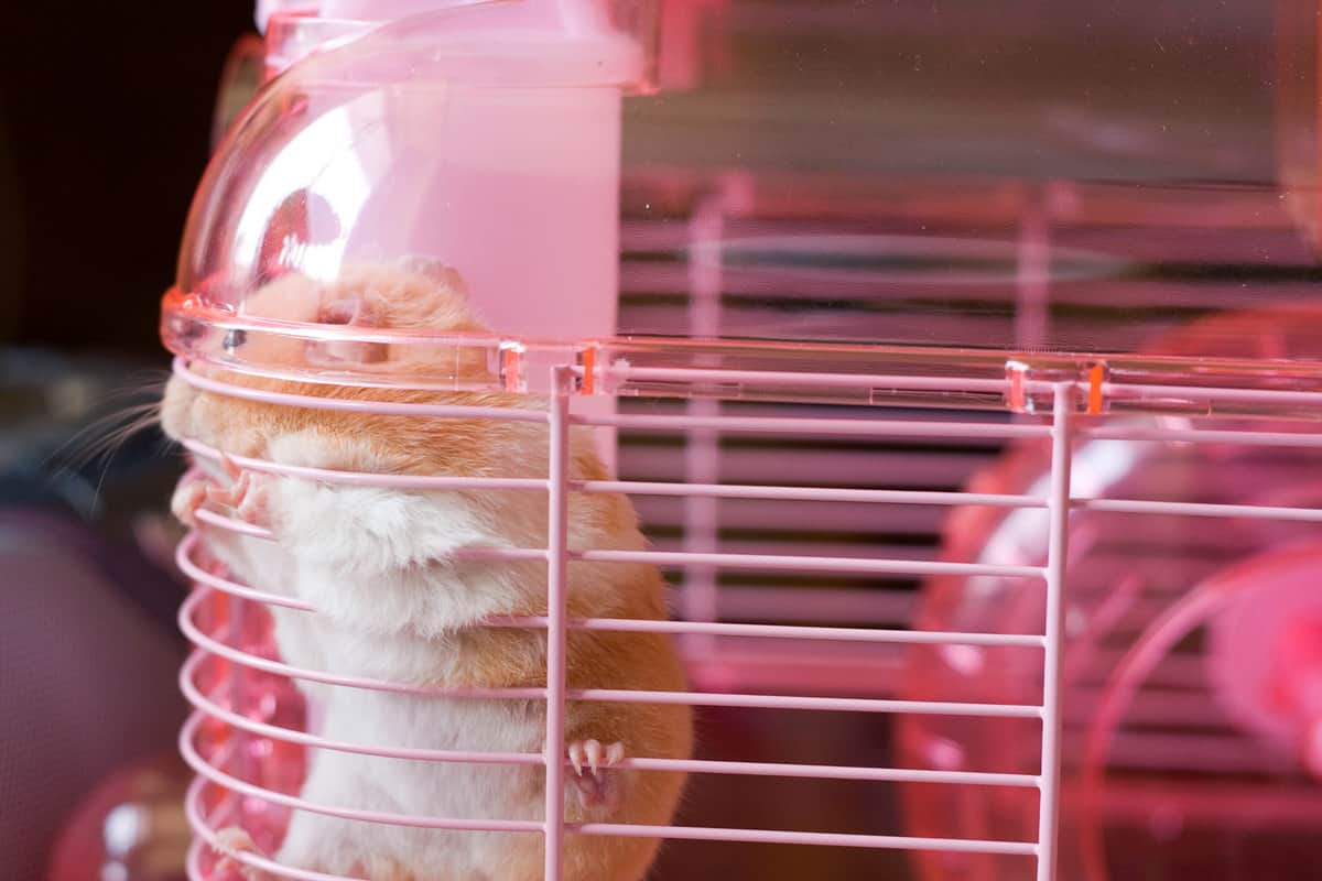 A cute Syrian hamster climbing the sides of his cage