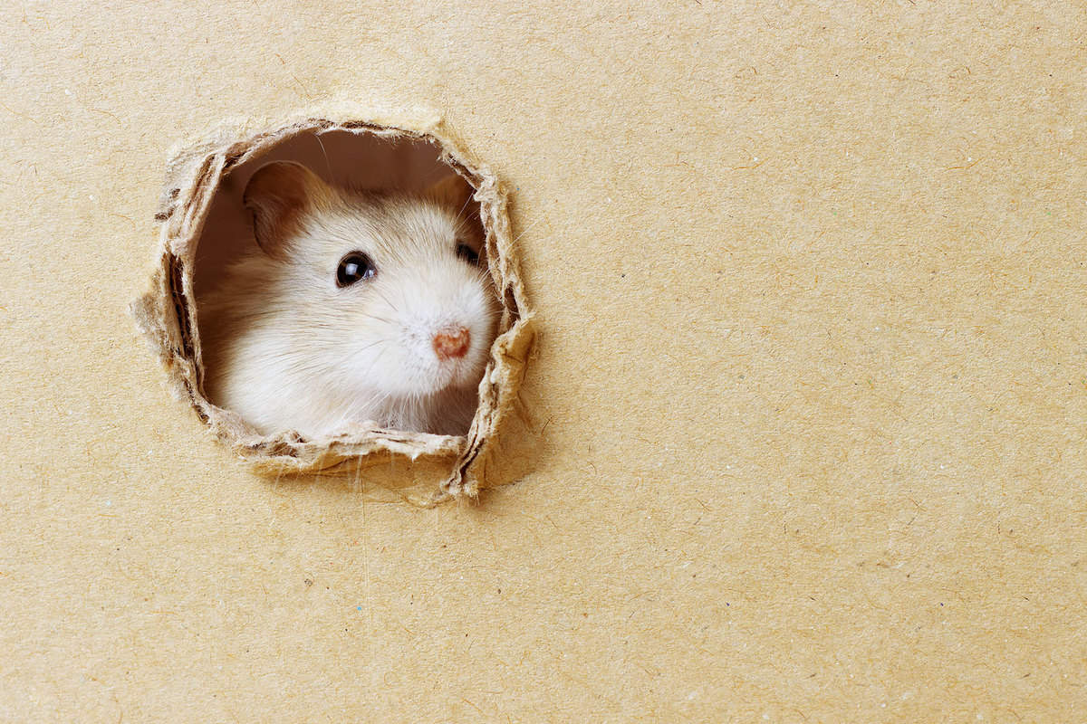 A cute hamster chewing cardboard