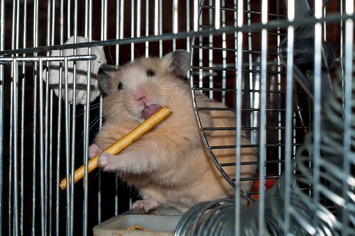 A cute little Syrian hamster licking a flavored stick