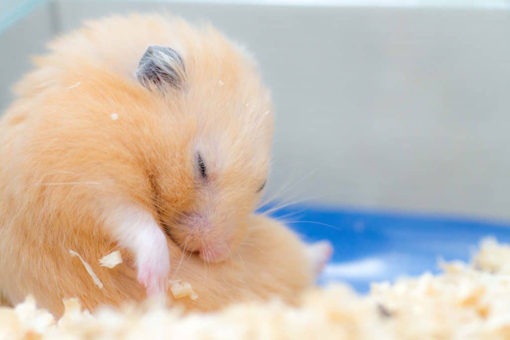 A cute little Syrian hamster sleeping in his bed