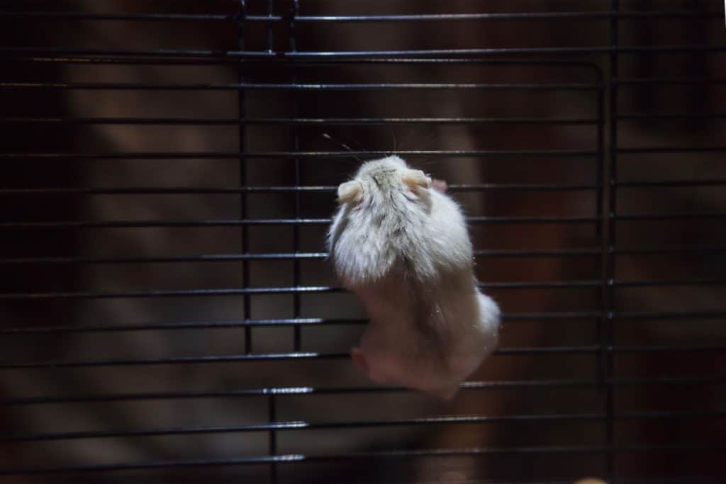 A dwarf hamster climbing the side of his cage