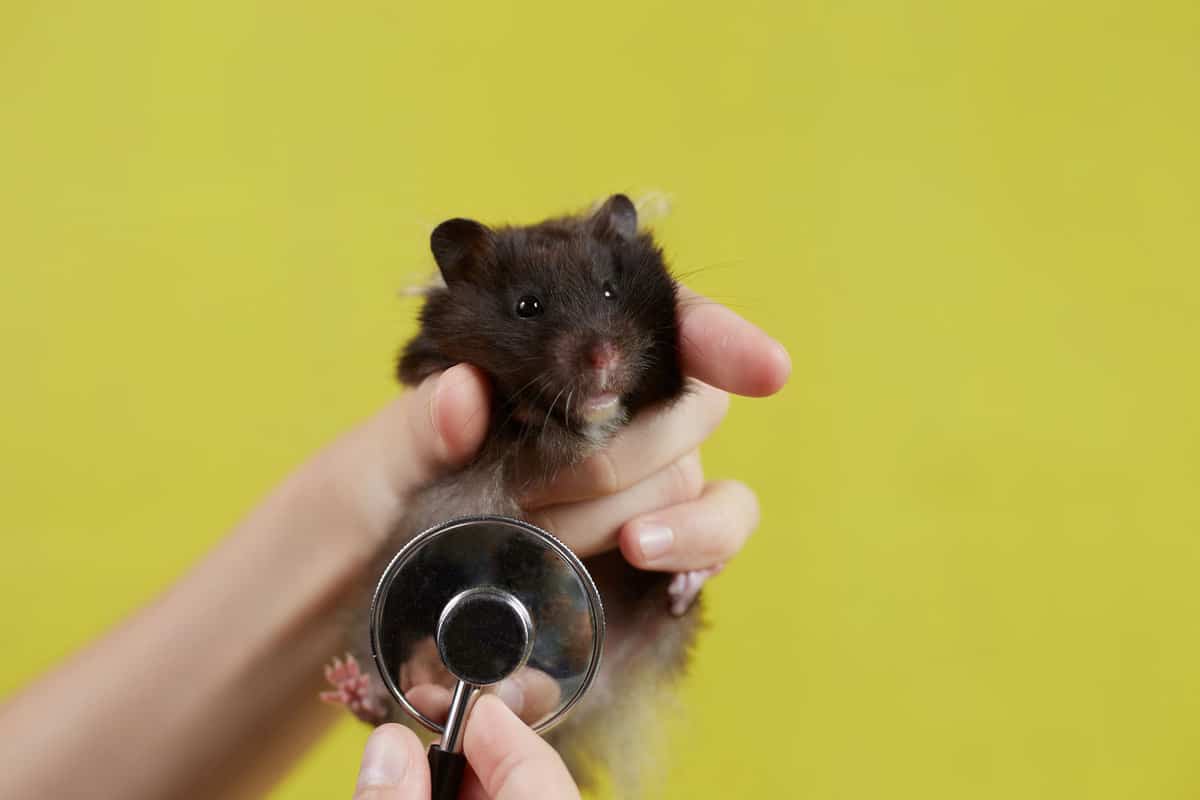 A small Syrian hamster is listening to a veterinarian with a stethoscope taken on a yellow background.