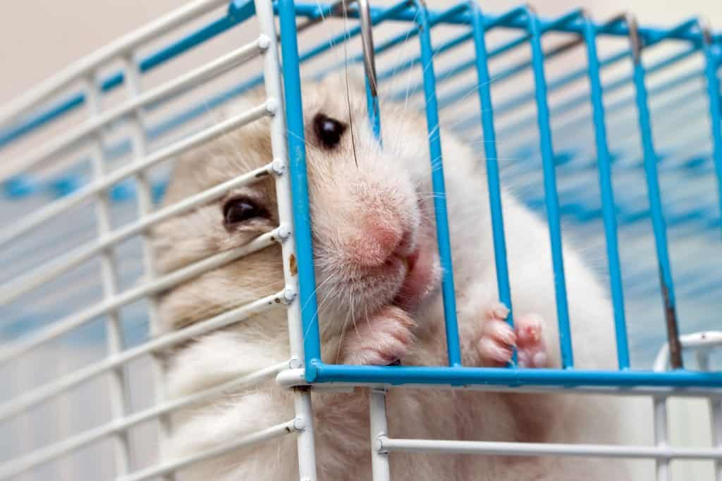 An aggressive hamster biting on the side of his cage