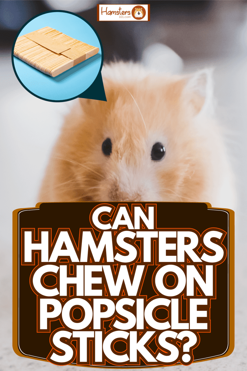 A Syrian hamster cleaning his face, Can Hamsters Chew On Popsicle Sticks?