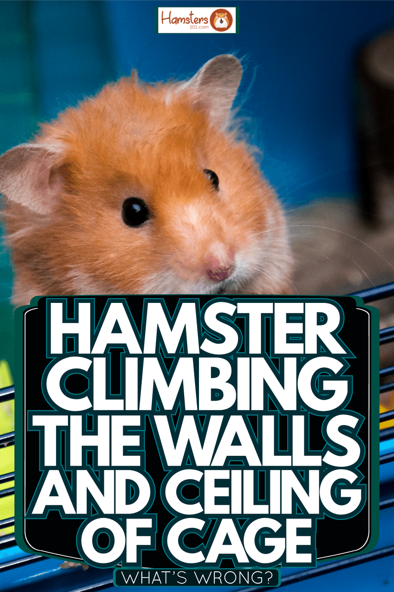 A big brown Syrian hamster climbing the side of his cage, Hamster Climbing The Walls And Ceiling Of Cage - What's Wrong?