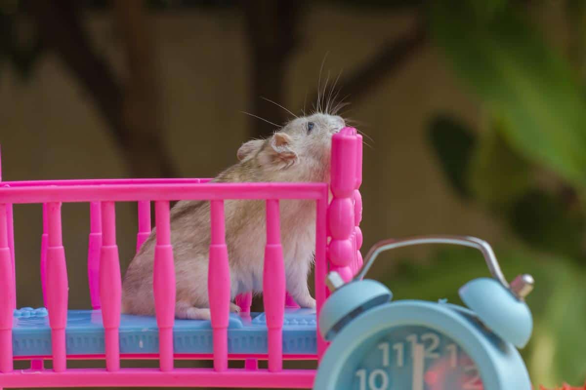 Hamster in pink crib with blue clock, What Time Do Hamsters Typically Wake Up?
