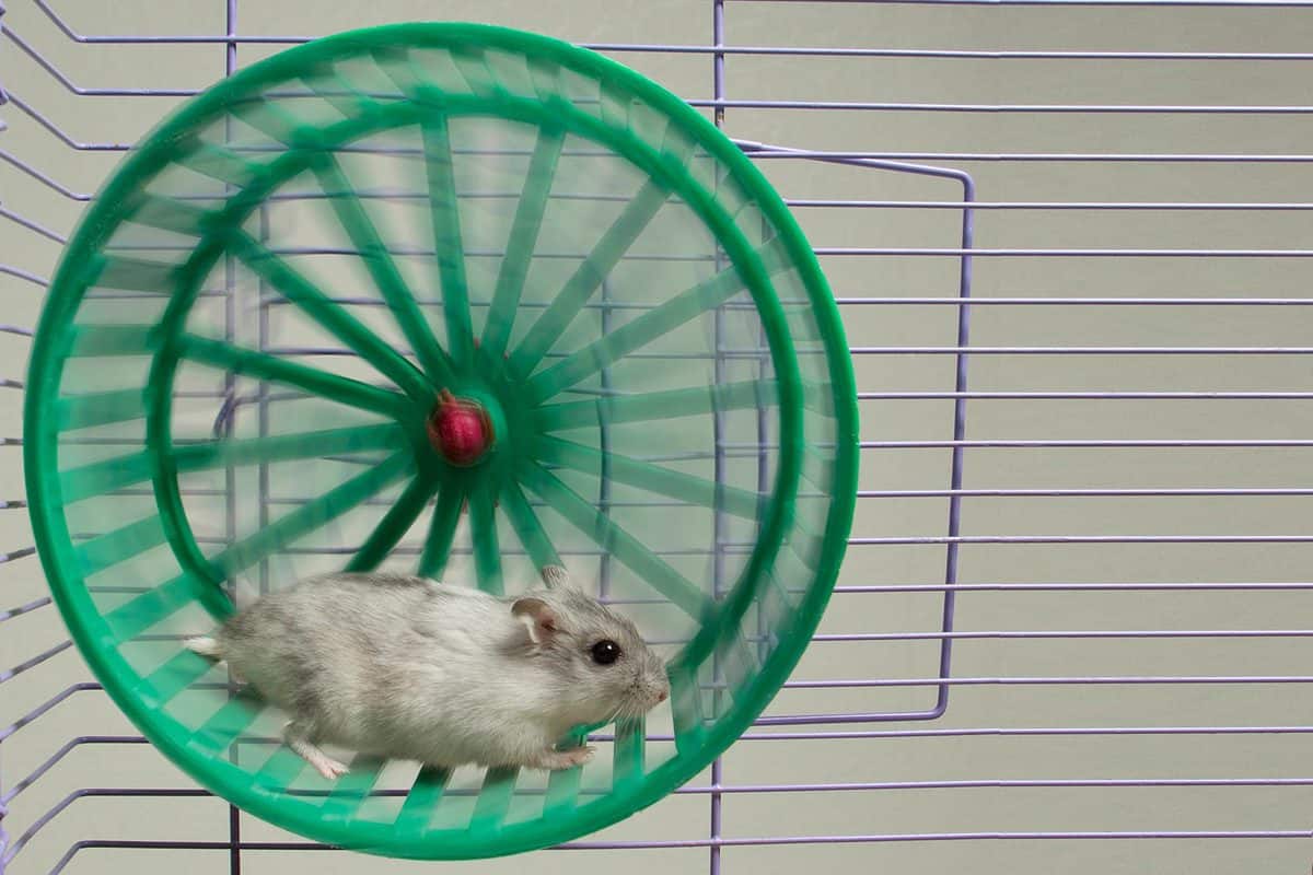 Hamster running in the wheel