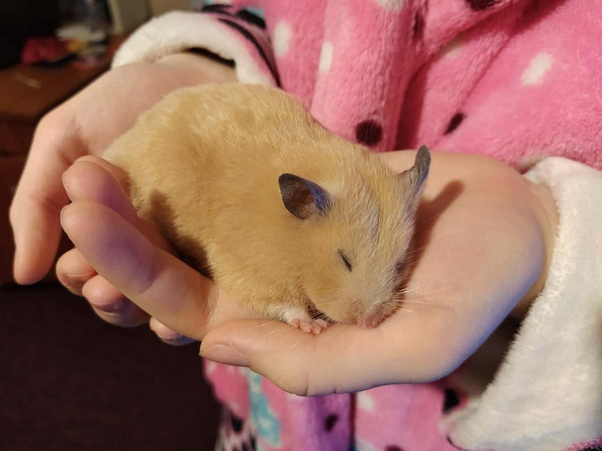 Hamster sleeps in the hands of a woman