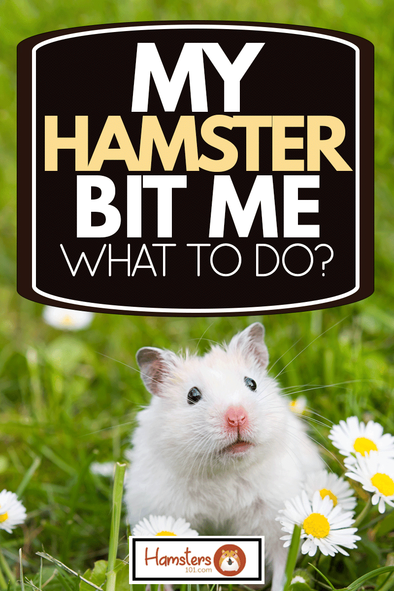 white hamster against the background of a beautiful spring, My Hamster Bit Me - What To Do?